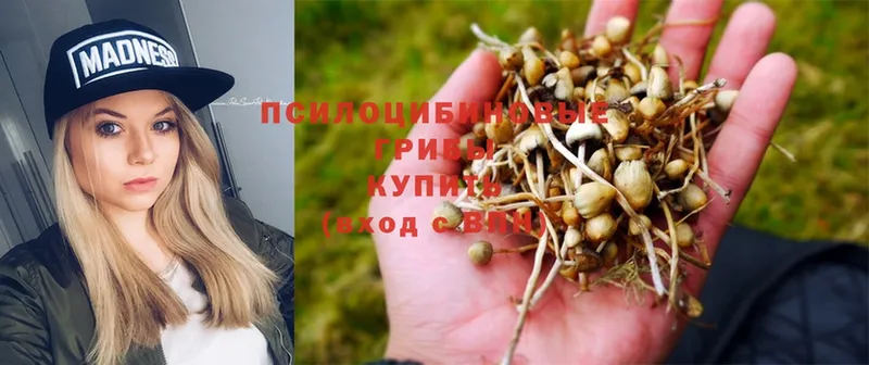 Галлюциногенные грибы Psilocybine cubensis  Беслан 